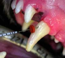 Root canal therapy is the indicated treatment