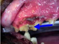 Fractured maxillary carnassial tooth with pulp exposure