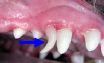 Retained primary canine tooth causing secondary canine tooth malocclusion